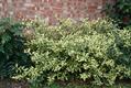 Elaeagnus pungens